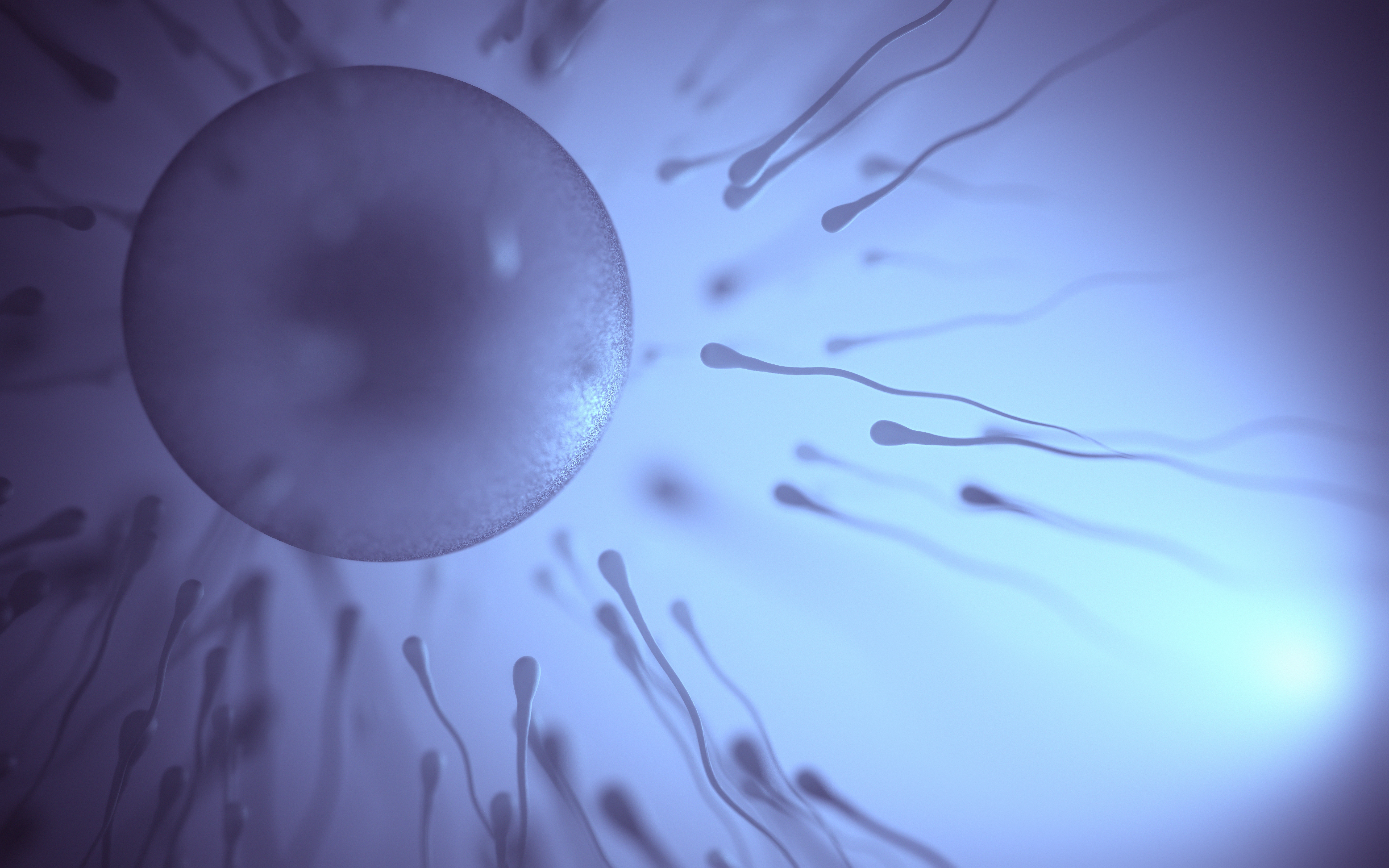 Sperm fertilizing an egg visualization